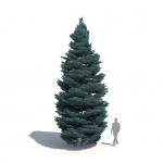 Plants Kit 05 | Temperate Coniferous Trees [Perpetual]