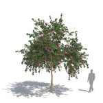Plants Kit 03 | Tropical Broadleaf Trees [Perpetual]