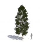 Plants Kit 05 | Temperate Coniferous Trees [Perpetual]