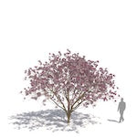 Plants Kit 06 | Temperate Deciduous Trees [Perpetual]