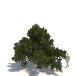 Plants Kit 05 | Temperate Coniferous Trees [Perpetual]
