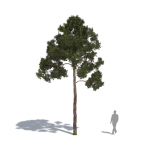 Plants Kit 05 | Temperate Coniferous Trees [Perpetual]