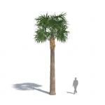Plants Kit 07 | Tropical Palms [Perpetual]