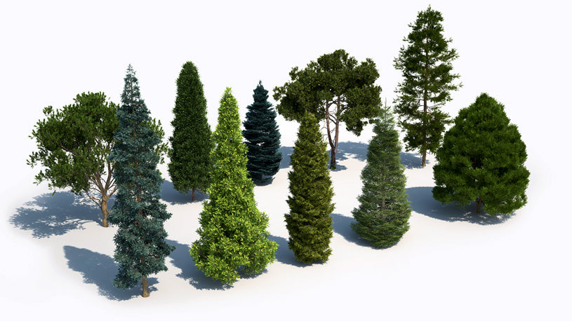 Plants Kit 05 | Temperate Coniferous Trees [Perpetual]