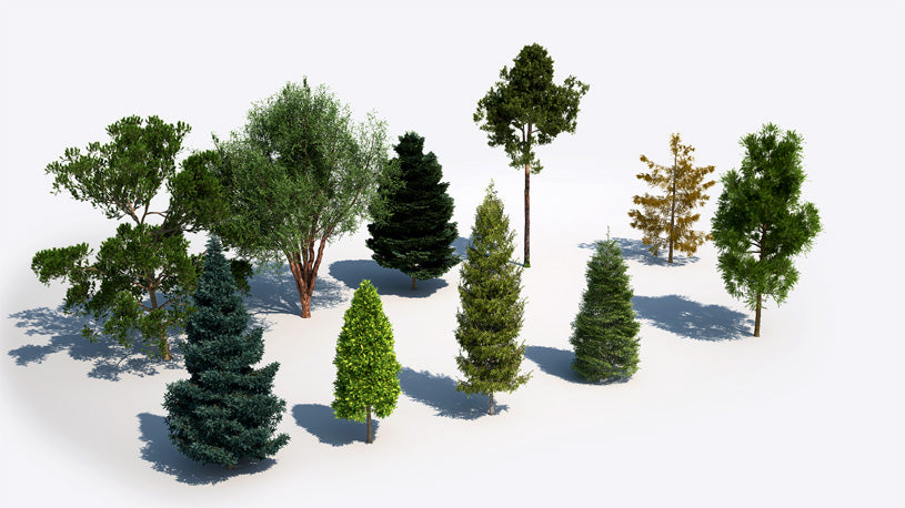 Plants Kit 05 | Temperate Coniferous Trees [Perpetual]