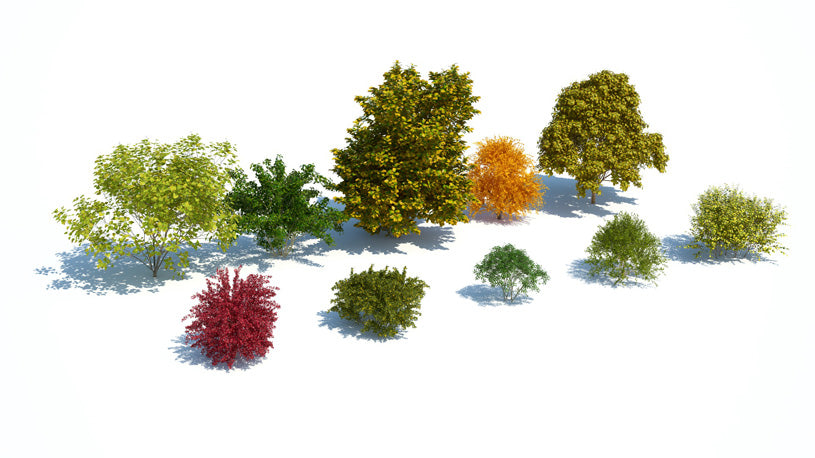 Plants Kit 09 | Temperate Shrubs [Perpetual]