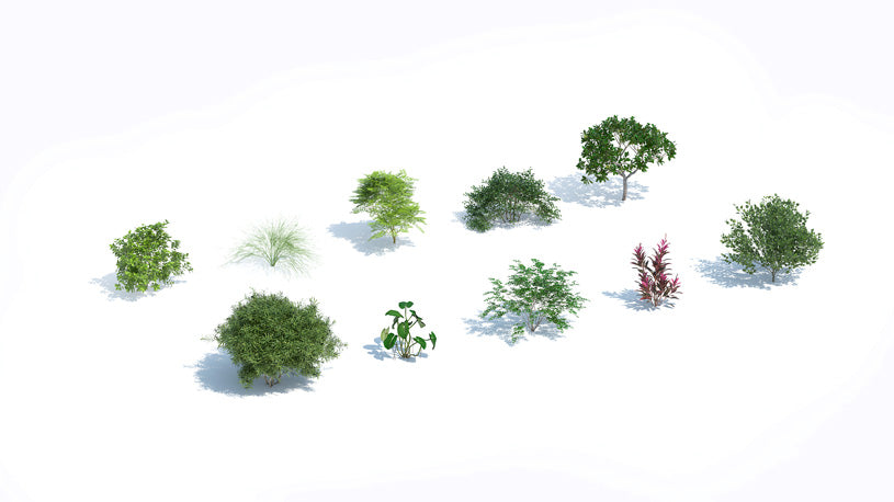 Plants Kit 11 | Tropical Shrubs [Perpetual]