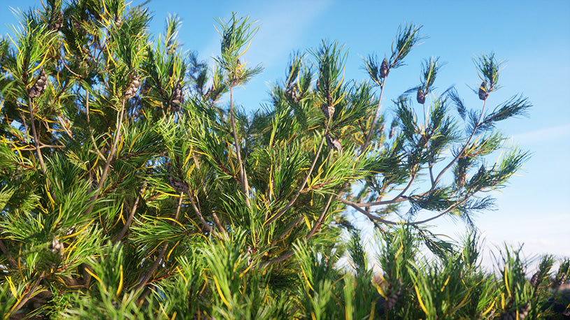 Plants Kit 05 | Temperate Coniferous Trees [Perpetual]