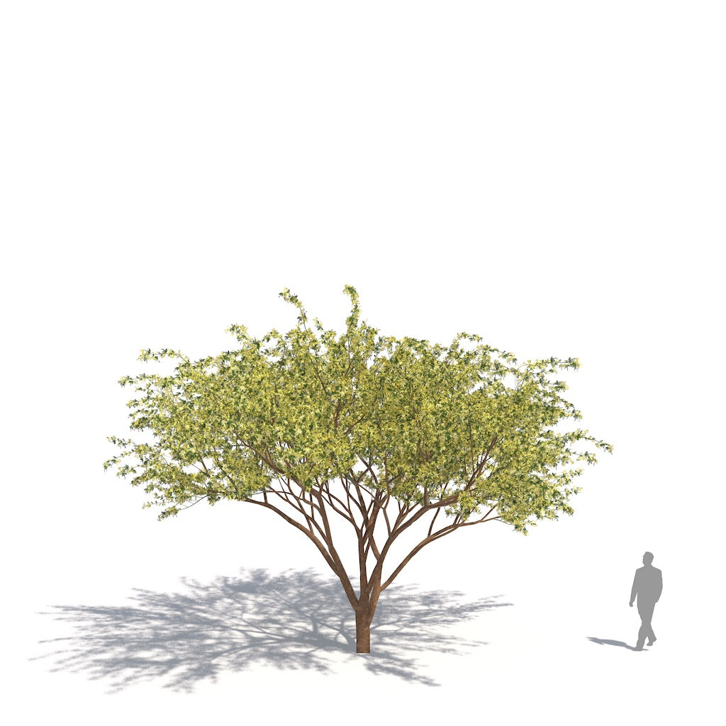 Plants Kit 14 | Subtropical Desert Trees [Perpetual]