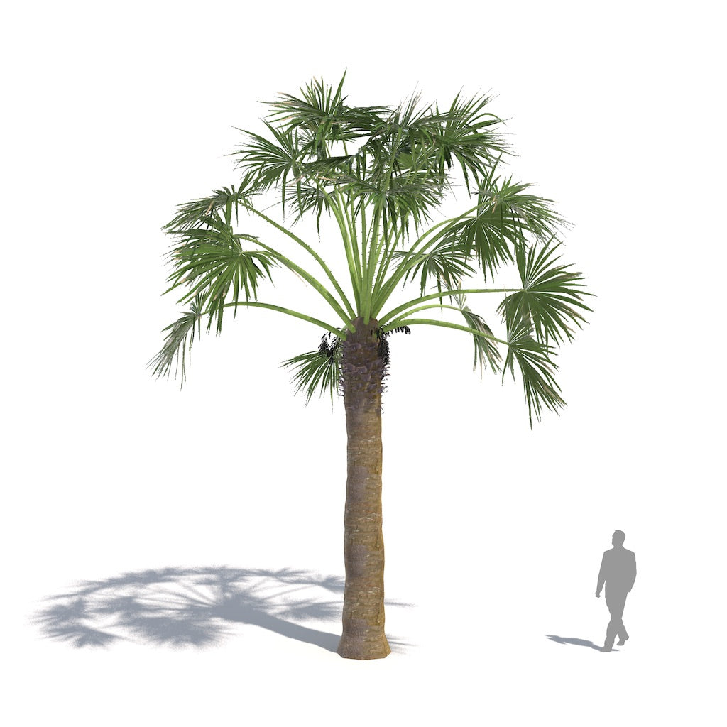 Plants Kit 15 | Subtropical Broadleaf Trees and Palms [Perpetual]